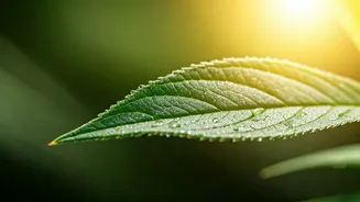 Summer Eye Woes: Unveiling the Causes and Simple Solutions for Seasonal Discomfort