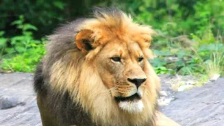 After 144 Years, Barda Sanctuary Reappears On India's Asiatic Lion Map
