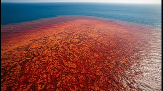 South Australia's Unprecedented Bloom Raises New Questions About Species-Level Ocean Monitoring
