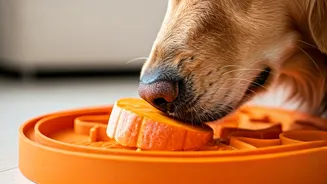 Keep Dogs Perfectly Relaxed Using Frozen Pumpkin Boredom Mats
