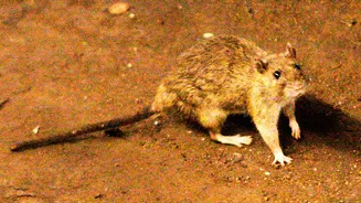 Suspected Hantavirus Outbreak on Atlantic Cruise Ship Results in Three Deaths