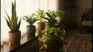 Cloudy Days Won't Stop These Indoor Plants