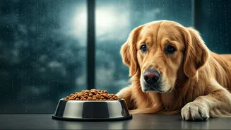Pet Parents Are Learning Monsoon Diet Rules Now