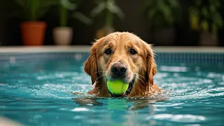 Where To Leave Pets Summer Holidays Top Pool Equipped Facilities
