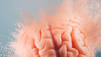 Gut-Brain Axis Wellness: Fermentable Fiber And Probiotics Improve Daily Mood Focus