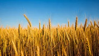 Agriculture Stocks: Potential 15% Upside on the Horizon?