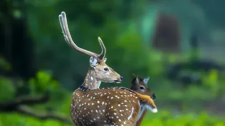 IRCTC Wildlife Tours From Mumbai: Five-Day Nature Travel Without Self-Planned Routes