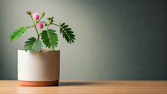 Meet the shy Mimosa pudica plant