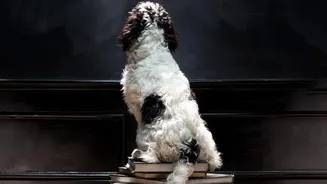 Dogs May Share Broad Abilities While Learning Local Interaction Styles