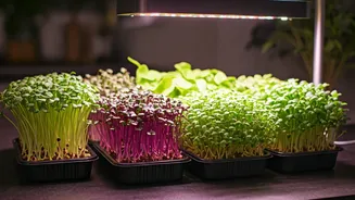 Microgreens Are Possible Even In Dark Flats
