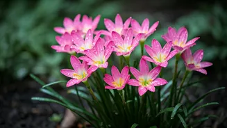 Rain Lilies Are Basically Monsoon's Floral Fireworks