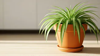Spider Plants Make Green Decor Less Stressful