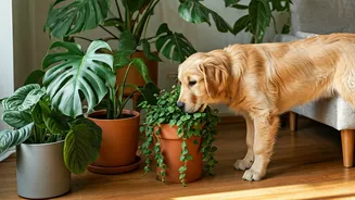 Indoor Plants Are Part Of Pet Lifestyle Design