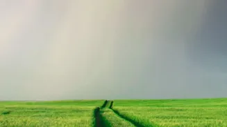 The August Sowing Window Shows Why Checking Local Rainfall Matters