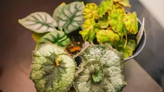How Humidity Influences Water Needs For Popular Indoor Plants