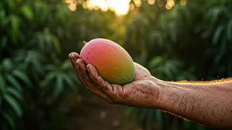 Farmers Are The Real Heroes Of Mango Season