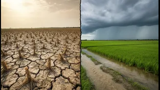How El Niño Changes Rainfall Patterns Across Different Parts Of India