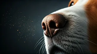 Dog Senses: 6 Amazing Science-Backed Facts