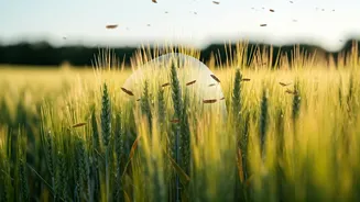 Making Crops Locust-Proof: A Scientific Breakthrough!