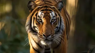 Conservation Success Gives Nepal More Tigers and More Responsibility