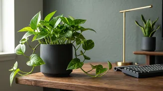 Care for Pothos and Snake Plants