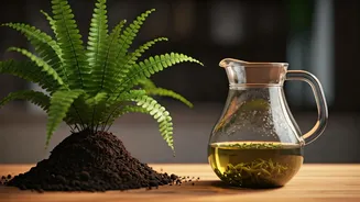 Leftover Green Tea Water Gives Indoor Ferns Major Growth