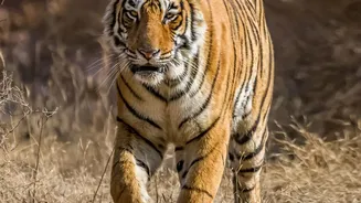 Central India Tiger Safaris Get Budget Boost As Overnight Rail Passes Open Up Access