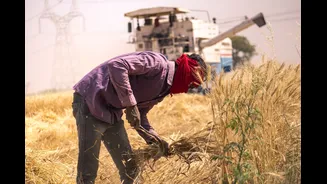 How El Niño Impacts India's Winter and Food Security