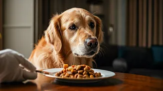 In-House Pet Care Is The New Stay Flex