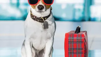 A Pet Identification File Should Travel with the Animal When Needed