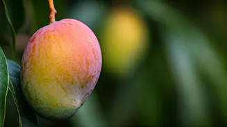Lucknow's Mango Farmers Are Saving Ancient Sweet Indian Varieties