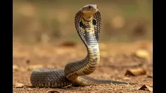 Bitten By A Snake? Here's A Guide On What You Need To Do In The First Hour