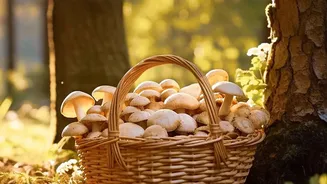 From Local Forests To Home Kitchens, Monsoon Mushrooms Are Winning New Fans
