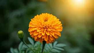 Finding Joy: Embracing the Solo Journey in India