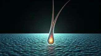 Lab-Grown Hair Follicles: The Future of Baldness Treatment?