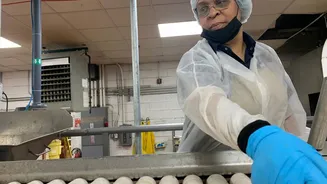 Advancements in Potato Breeding Enhance Quality for Chip Production