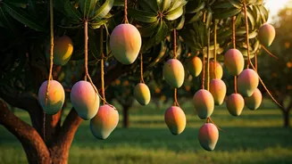 Lucknow Farmers Are Growing The Most Insane Mangoes Ever