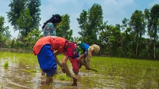Monsoon Shift Could Affect Crops And Consumer Prices