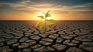 Below-Normal Rainfall Could Have Wider Effects