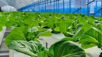 Soundwave Crop Protection Technology Enhances Chemical Free Farming In Urban Centers