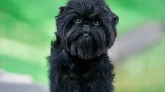 Warhound's Dog Genetics Venture: Key Points About Future Working-Dog Performance