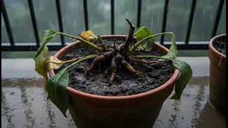 Why heavy downpours trigger rapid root rot in unprotected balcony tropical plants
