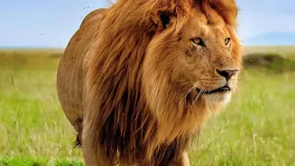 Asiatic Lions In Barda: The Science Behind Their Return After 144 Years