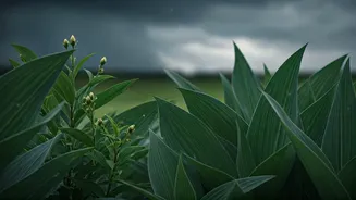 Monsoon Plant Damage Needs Early June Action