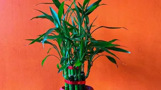 Can Indoor Plants Replace Air Purifiers? Research Suggests Not Entirely
