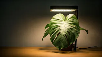 Grow Lights Make Plant Parenting More Forgiving