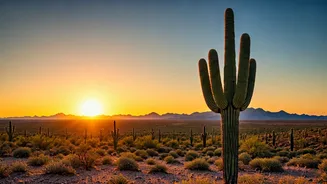 Saguaro National Park: Your Ultimate Guide to the Desert's Iconic Giants