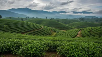 Rain-Washed Landscapes Are Drawing More Travellers To Northeast India