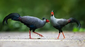 The New South Andaman Birding Trail Adds More Detail to South Andaman Birding Planning