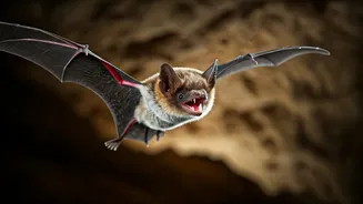 Bats: 5 Amazing Facts About These Creatures